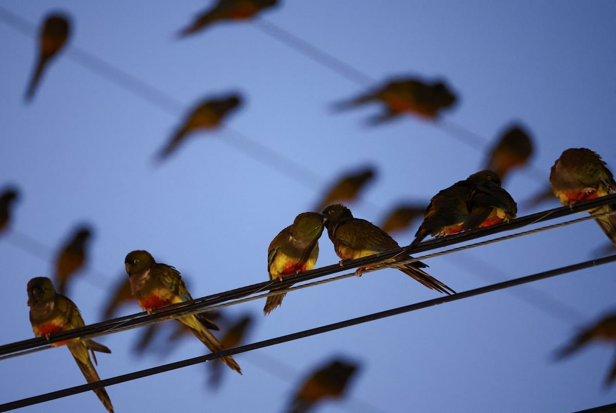 El pueblo argentino asediado por cientos de loros