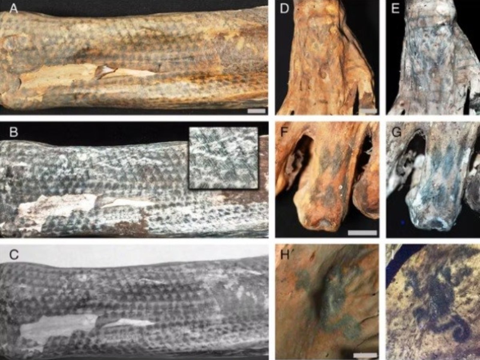 Descubren intrincados tatuajes en momias de Perú gracias a la tecnología láser