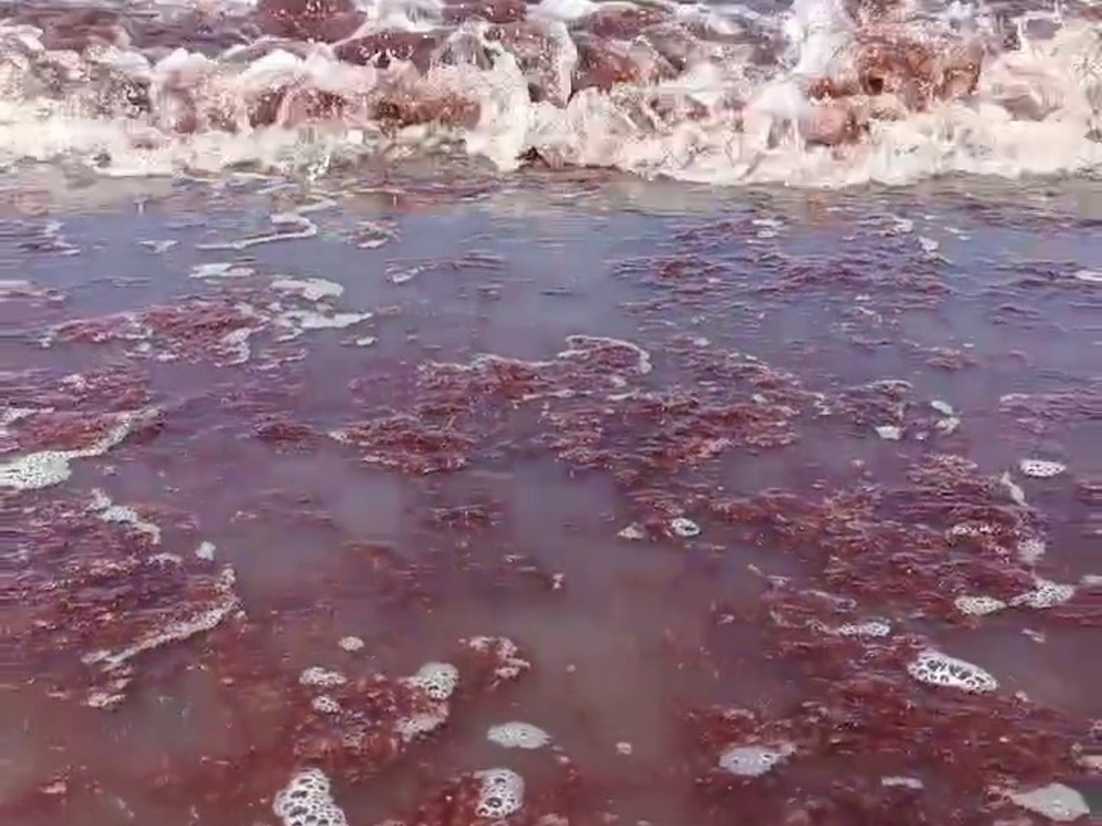 El mar se tiñó de rojo desde Mar del Plata a Necochea: el motivo