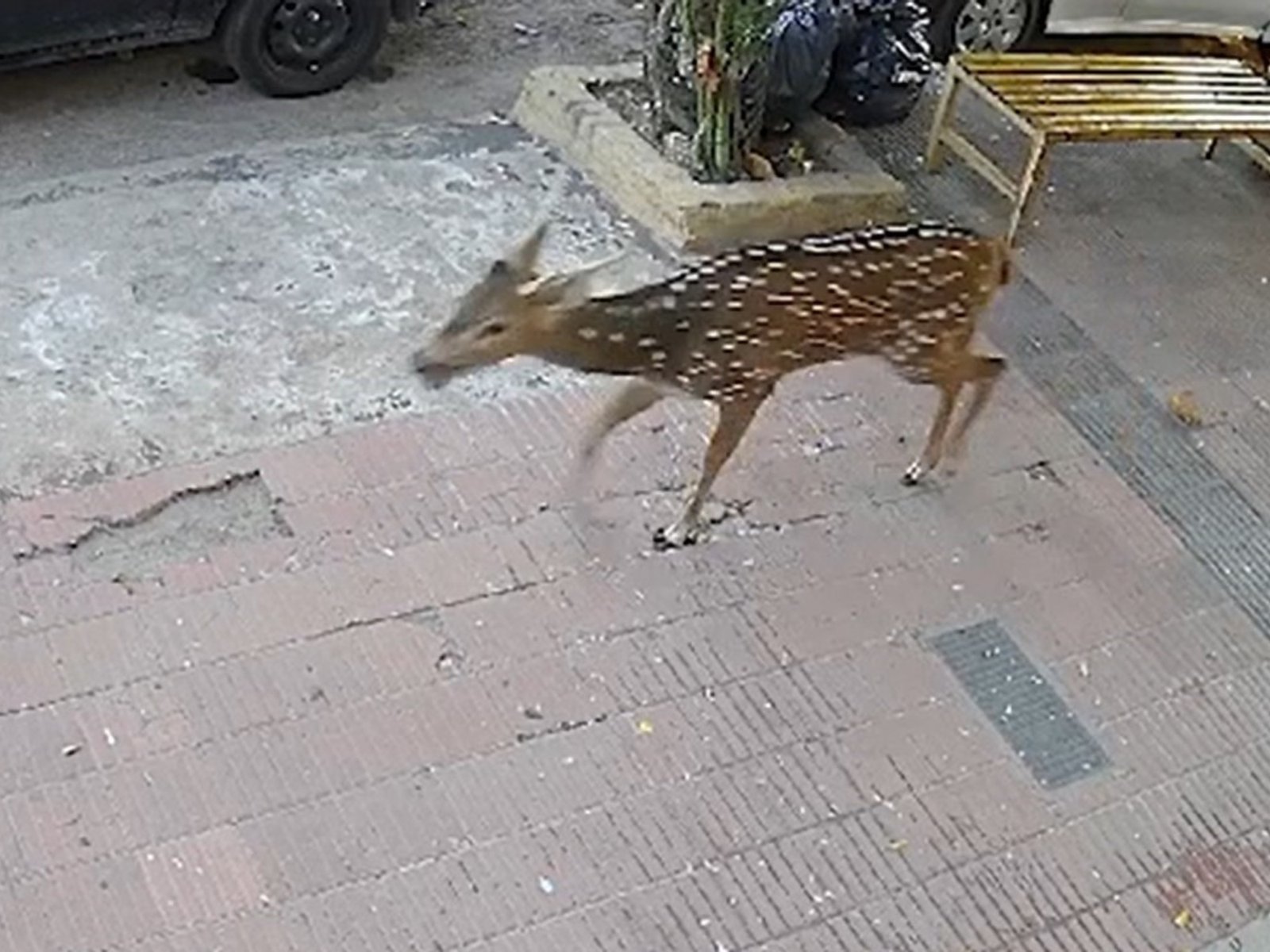 un ciervo apareció en la ciudad, se metió en un local y murió