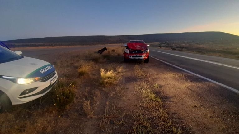 Accidente en Ruta 3: Colisión de un vehículo contra un caballo sin heridos