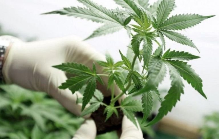 Prisión preventiva para dos hombres que tenían más de 100 kilos de marihuana