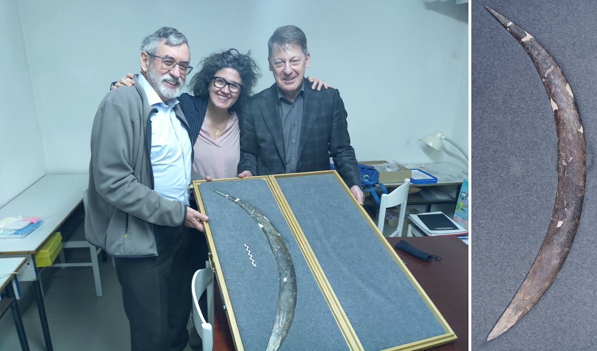 Boomerang carved from mammoth tusk shows ‘Homo sapiens’ had symbolic thinking 42,000 years ago | Science