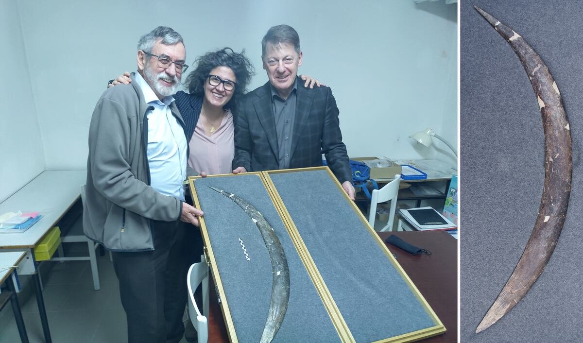 Un ‘bumerán’ tallado en un colmillo de mamut revela pensamiento simbólico complejo hace 42.000 años | Ciencia