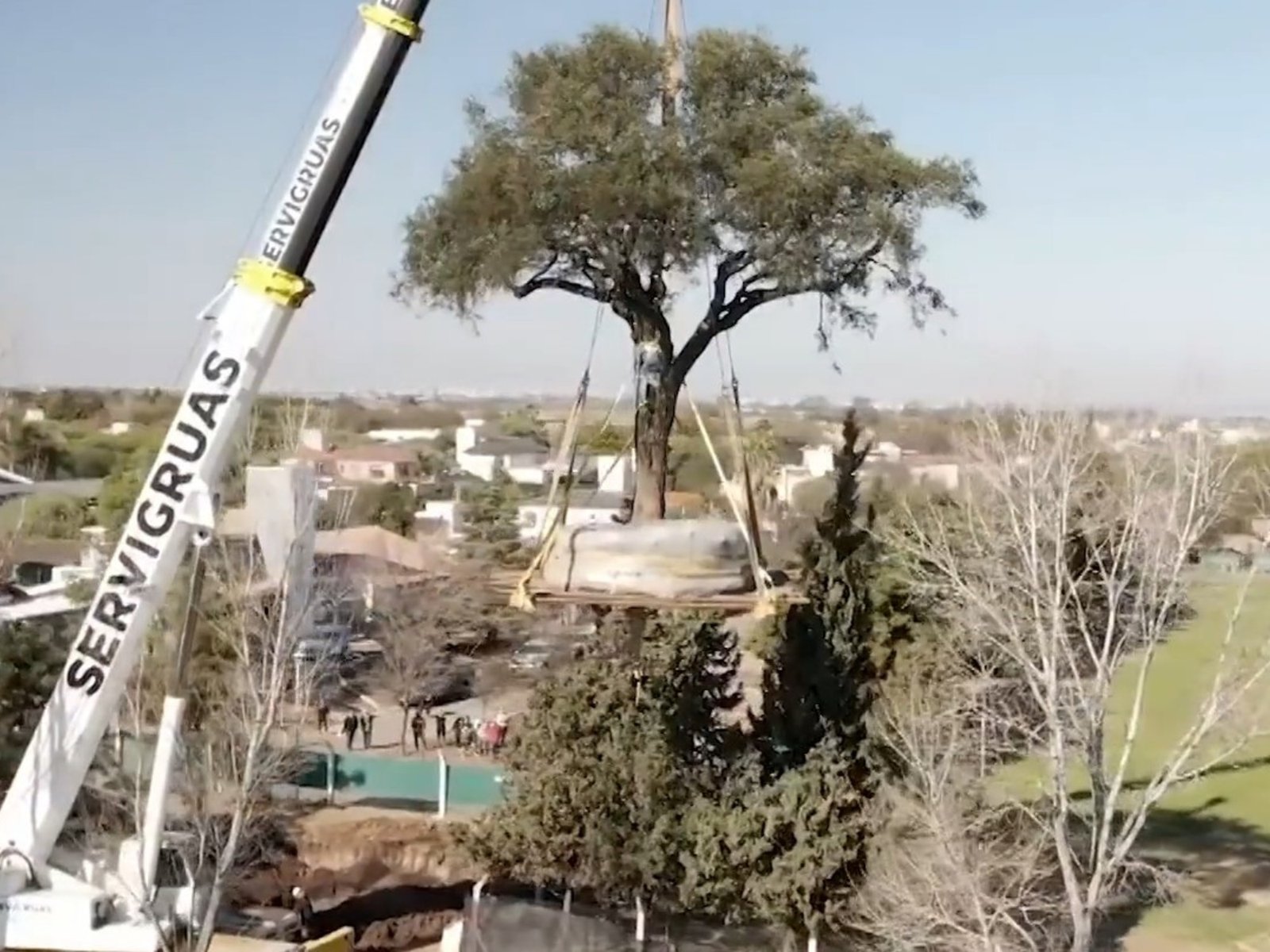 A pesar de las protestas, removieron el quebracho de más de 280 años de Villa Allende