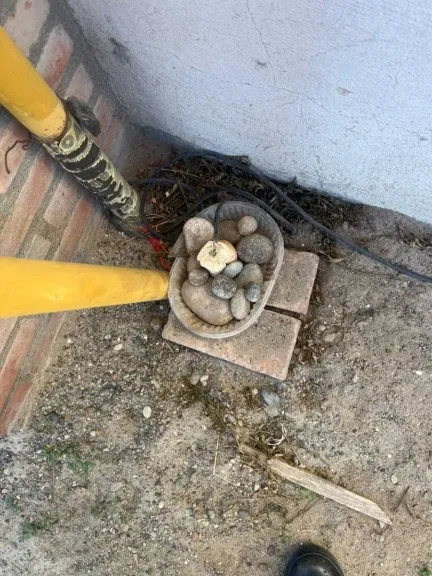 Crueldad animal: una mujer podría ser imputada por electrificar comida para perros