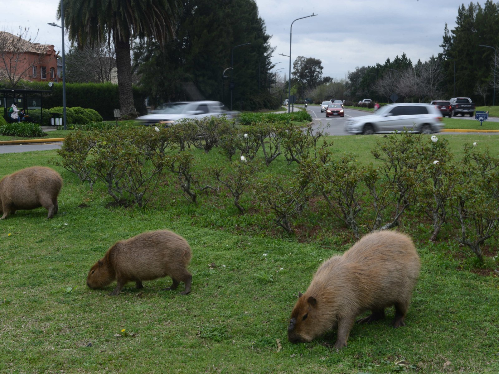 El Gobierno intervino en el conflicto por los carpinchos en Nordelta y se definió el traslado de los animales