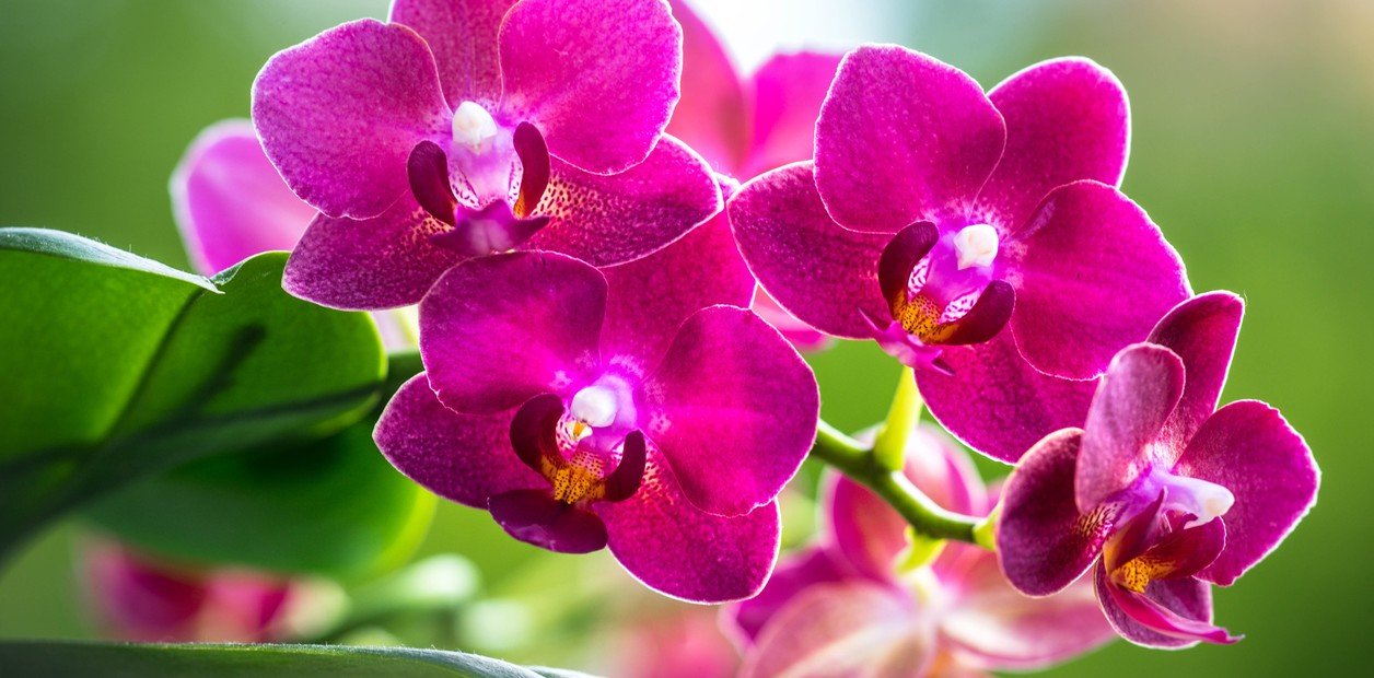 El misterio de las orquídeas sin flores
