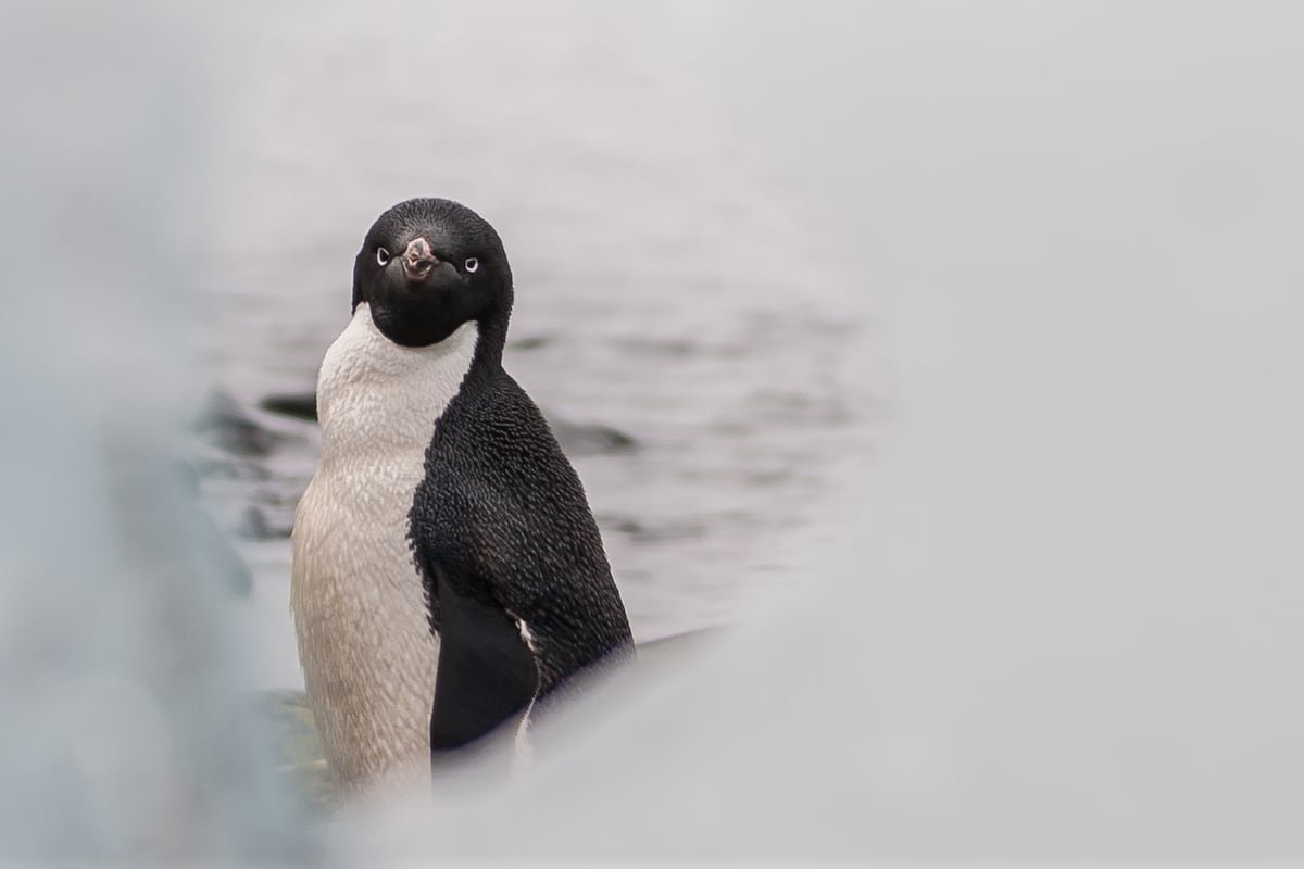El poder del guano de pingüino para reducir los efectos del cambio climático en la Antártida | América Futura