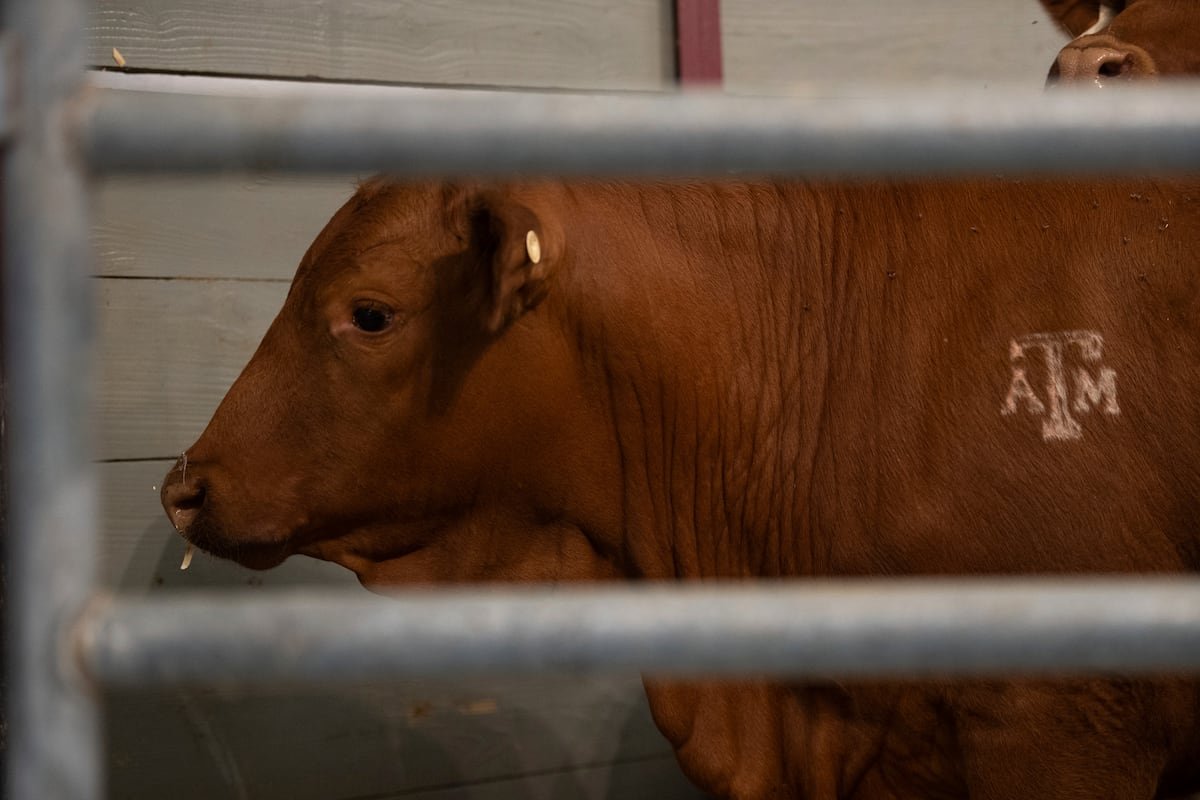 Estados Unidos vuelve a cerrar la frontera para el ganado mexicano por el gusano barrenador