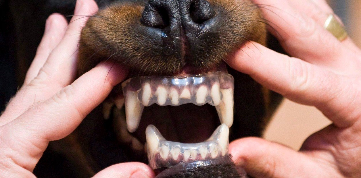 Por primera vez midieron cuánta gente por día sufre mordeduras de perro en el país y por qué suben los casos