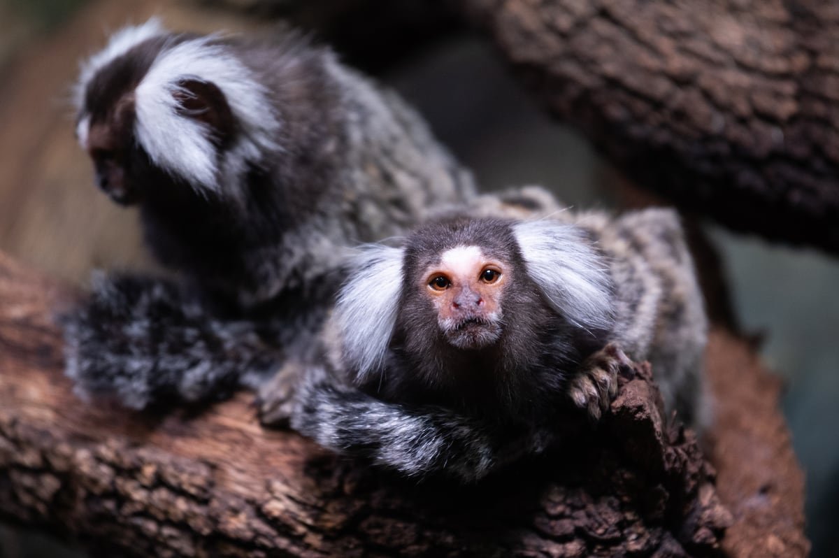 Roban una familia de monos Tití de Pincel de un zoológico de Guillena (Sevilla) | España