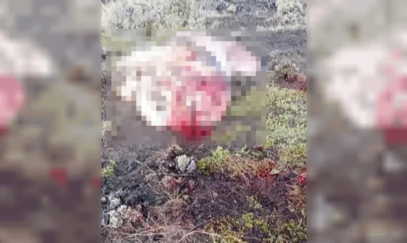Robaron y faenaron un vacuno en una estancia: dejaron las vísceras en un camino vecinal