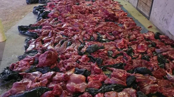 Secuestran más de 40 guanacos faenados en operativo policial cerca de Punta Tombo