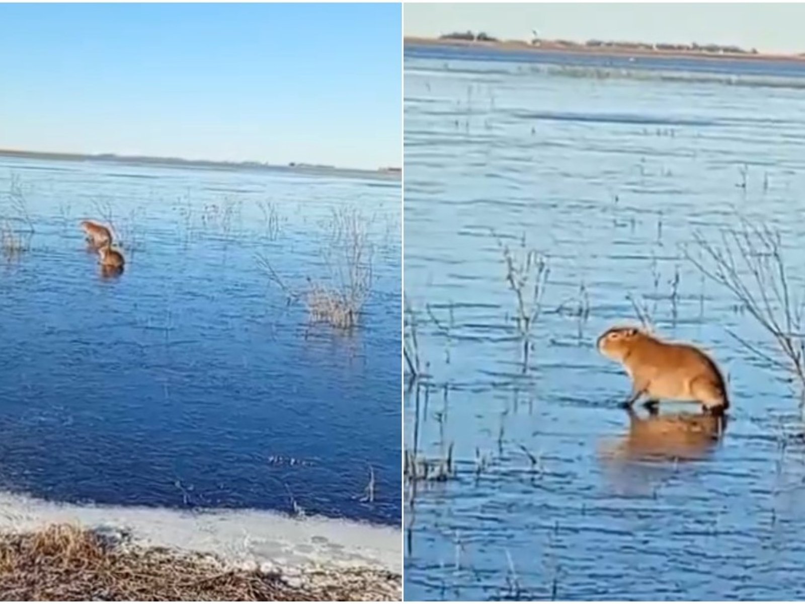 carpinchos patinaron sobre el hielo en los Esteros del Iberá en medio de la ola polar
