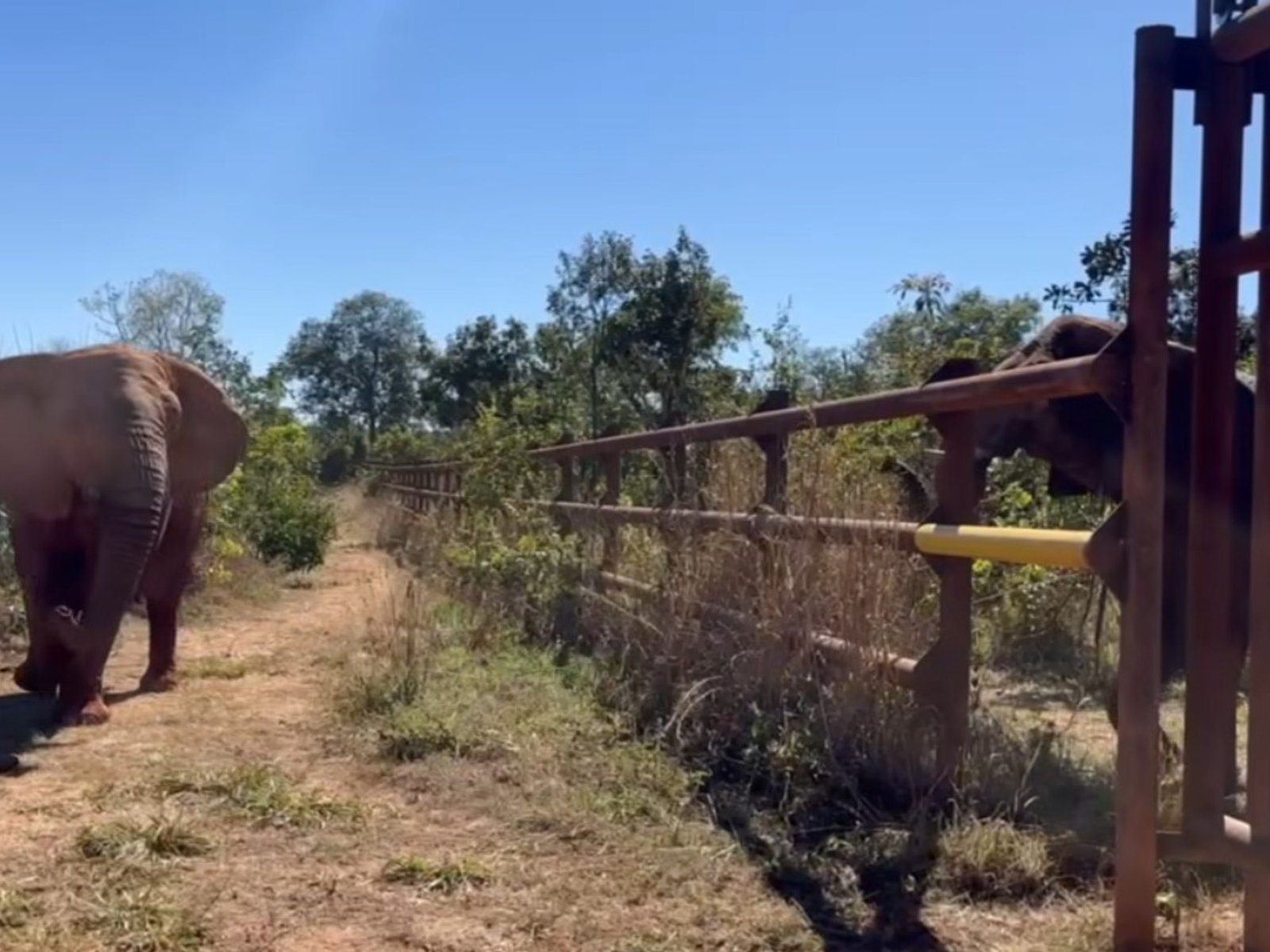intento fallido, golpes con la trompa y un exitoso pedido de valentía