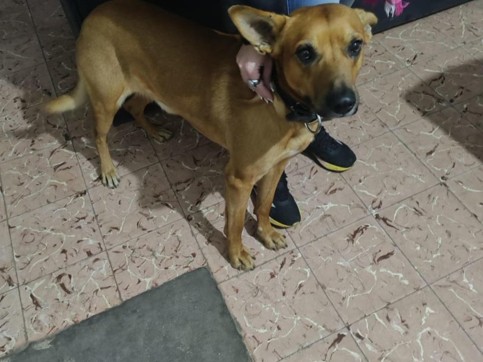 murió de frío en la calle y una promesa le dio un hogar a su perro