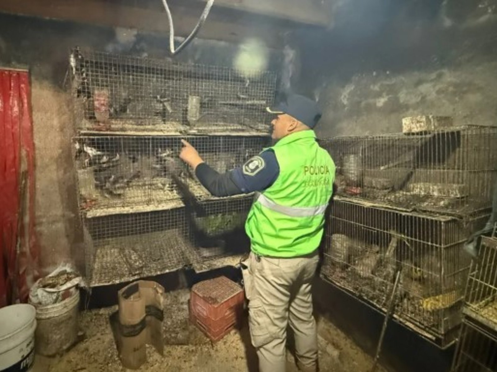 rescatan a 200 animales encerrados en condiciones insalubres en La Plata