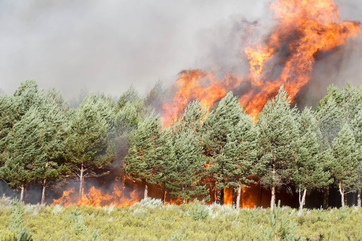 Última hora de los incendios en España, en directo | El fuego entre Zamora y Ourense sigue descontrolado y obliga a desalojar a 1.700 personas | España