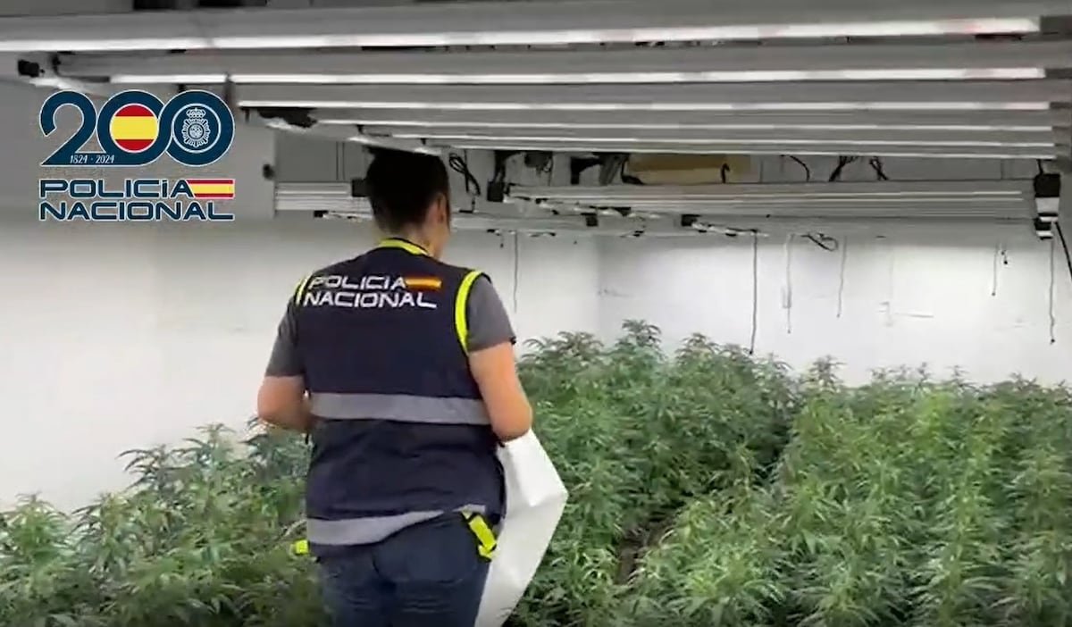 Golpe al narcotráfico en Málaga: marihuana entre palés de pienso animal y dinero escondido en el congelador | España