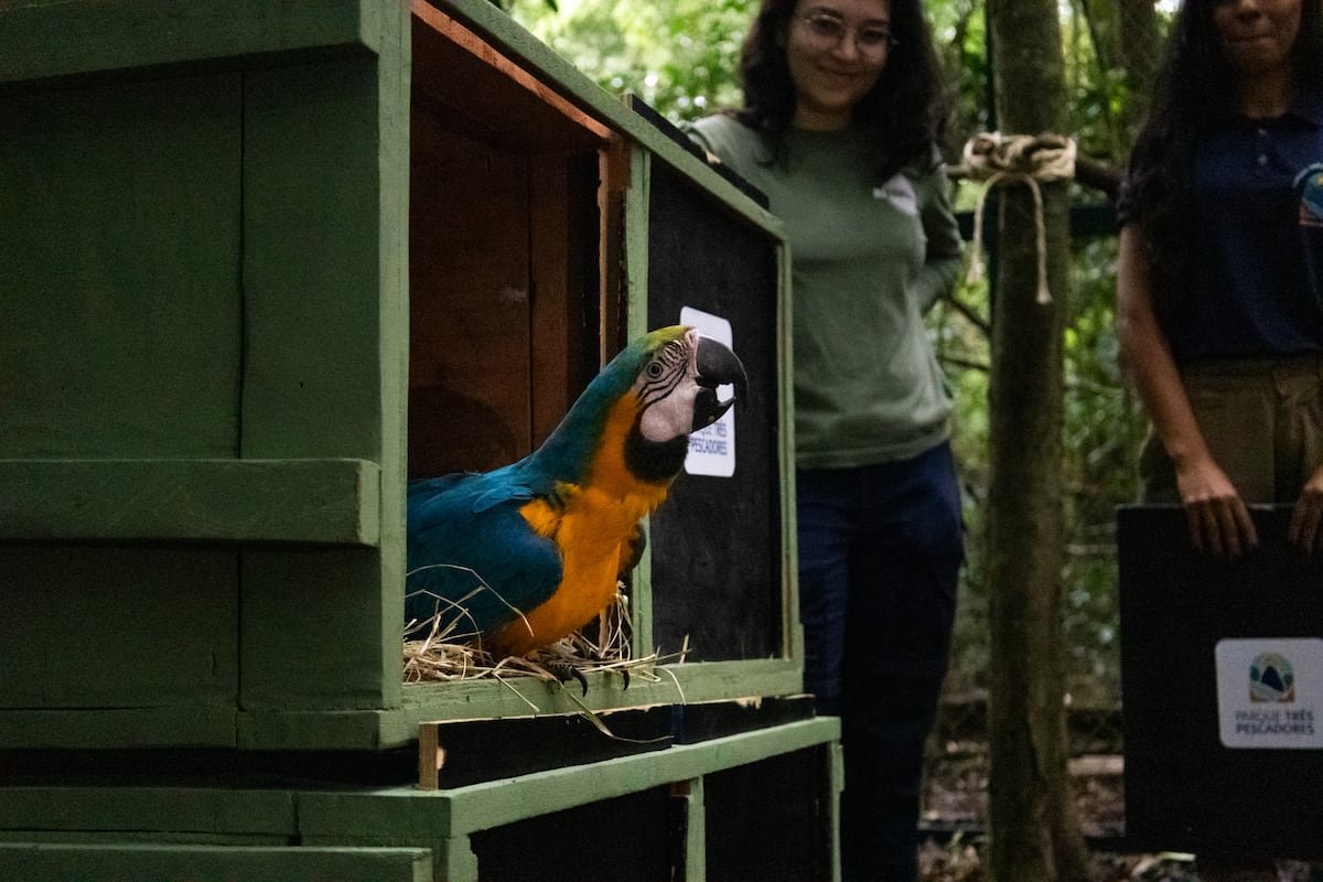 Las guacamayas regresan a Río de Janeiro 200 años después | América Futura