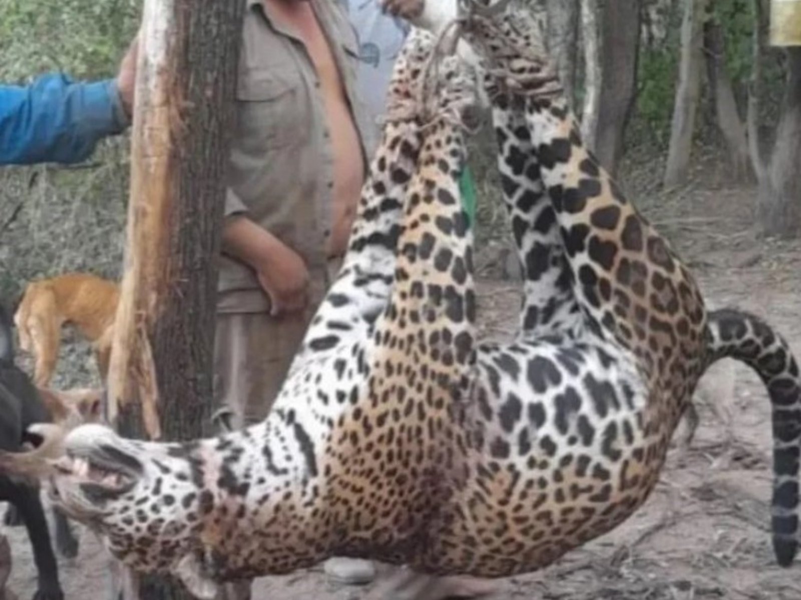 condenaron a cuatro cazadores que mataron un yaguareté y tres quedaron presos