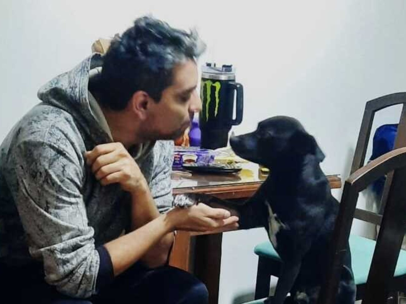 denuncian que varias mascotas fueron envenenadas en la calle