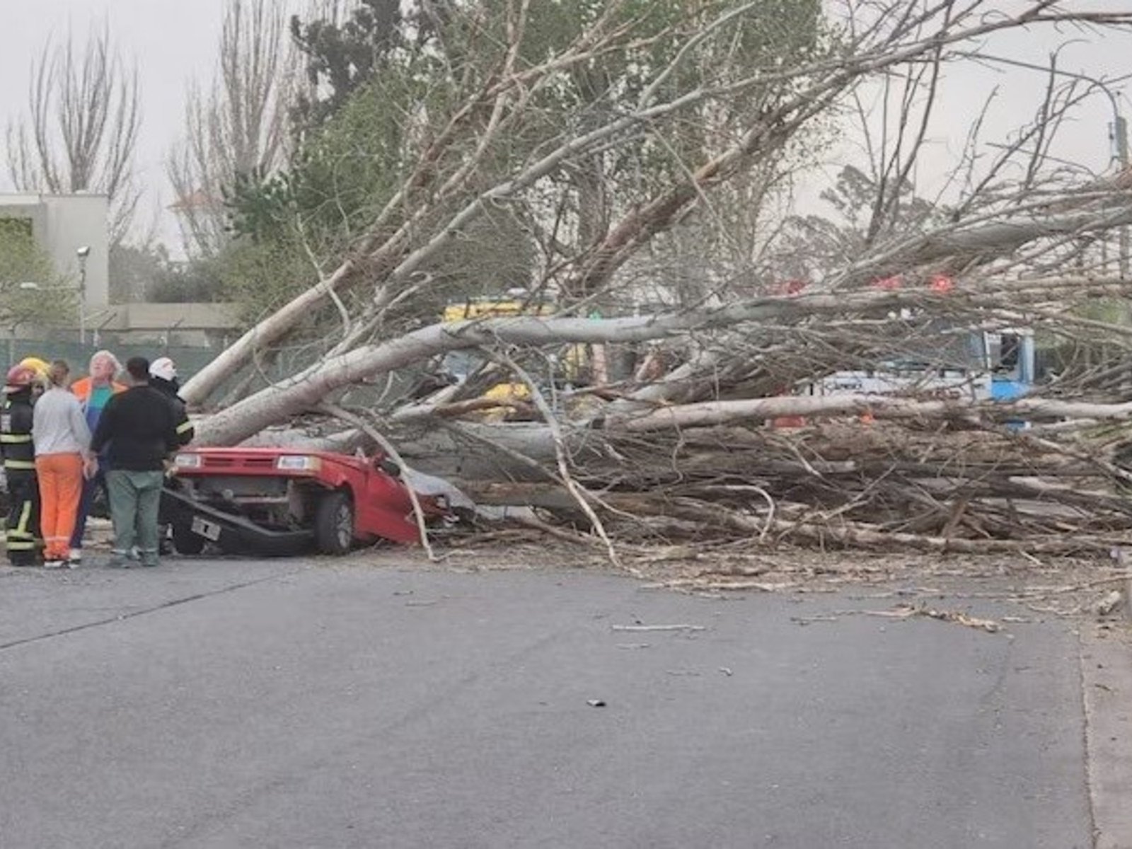 una mujer murió aplastada por un árbol que cayó sobre su auto
