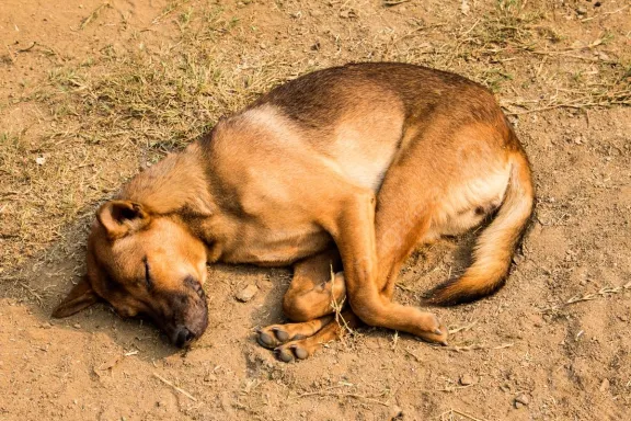 Alerta en el barrio Koltum: denuncian envenenamiento de mascotas
