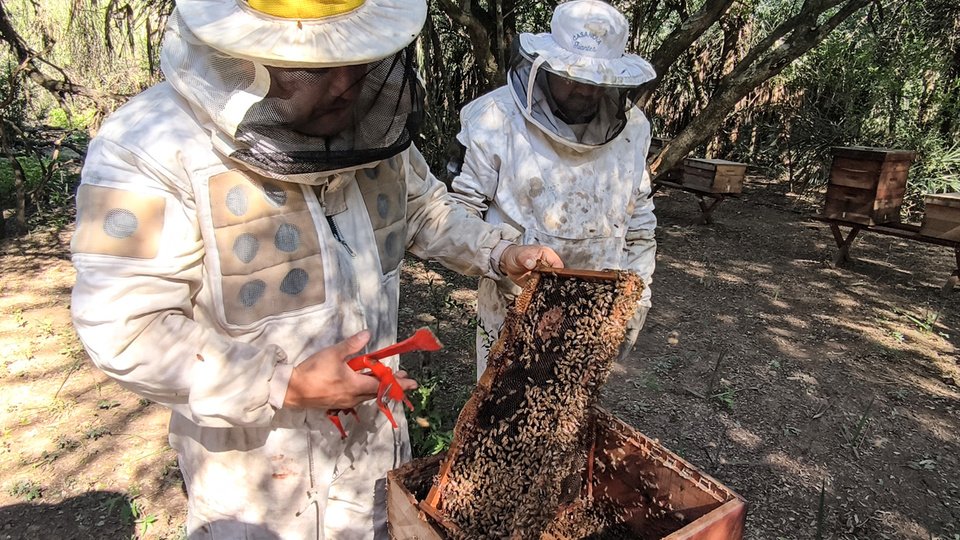 El Impenetrable Chaqueño: deforestación y miel en peligro 