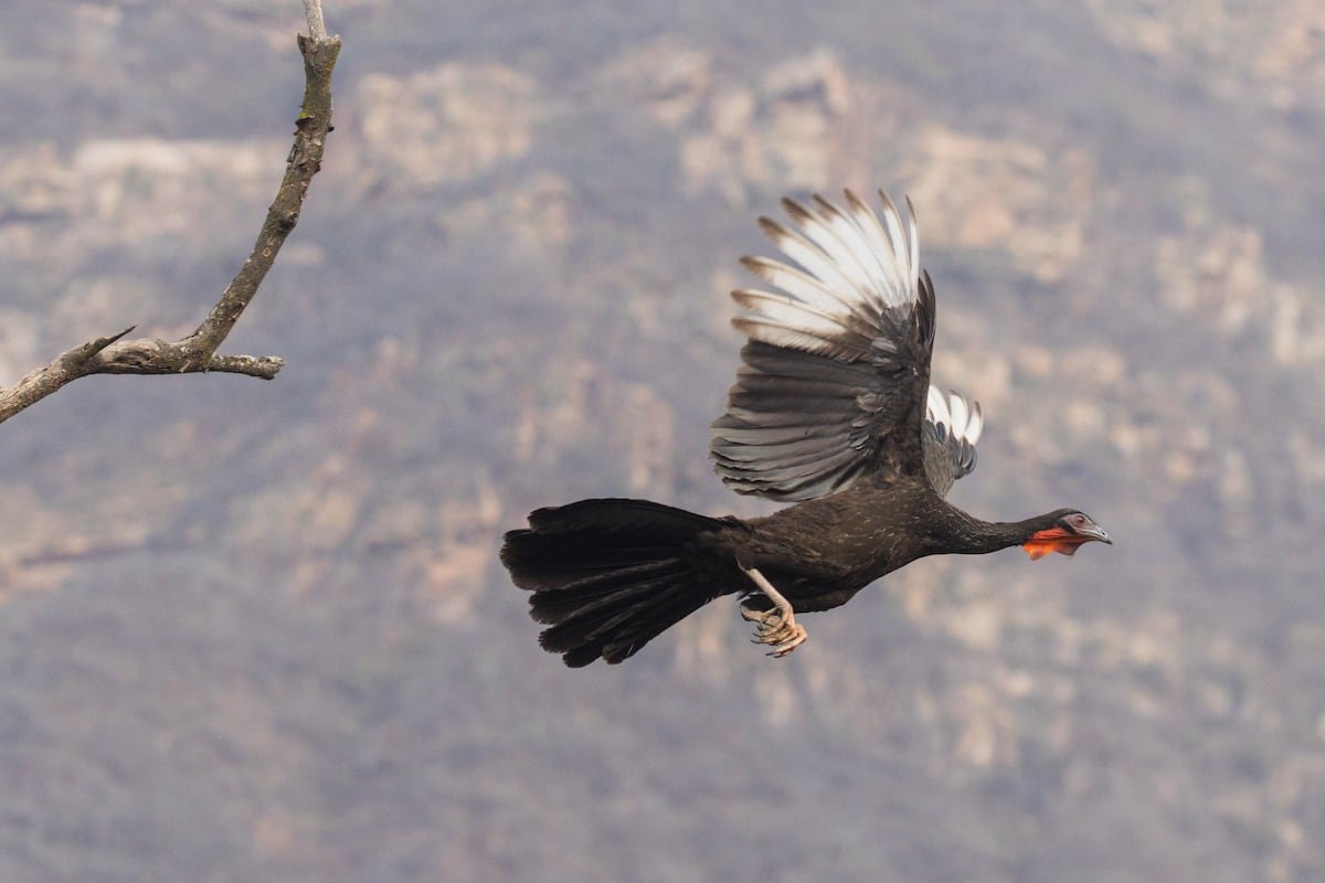 El exitoso plan para que la pava aliblanca no se extinga en Perú | América Futura