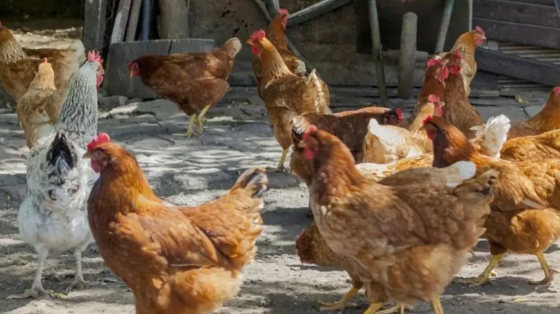 El mercado argentino de carne aviar y derivados volverá a exportar a Filipinas