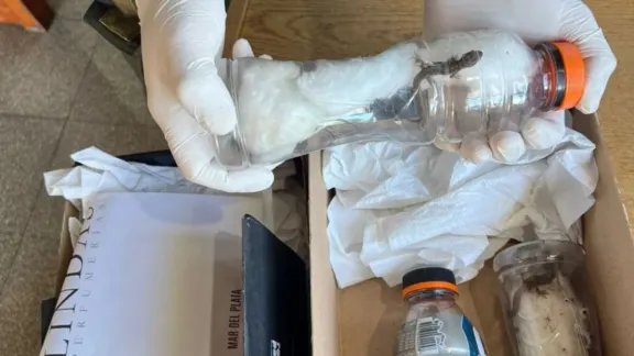 Gendarmería secuestró reptiles, marihuana y $66 millones en la Ruta 3