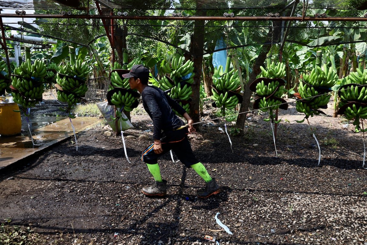 Indígenas guatemaltecos denuncian explotación en fincas de Chiapas: “El banano vale más que nosotros”