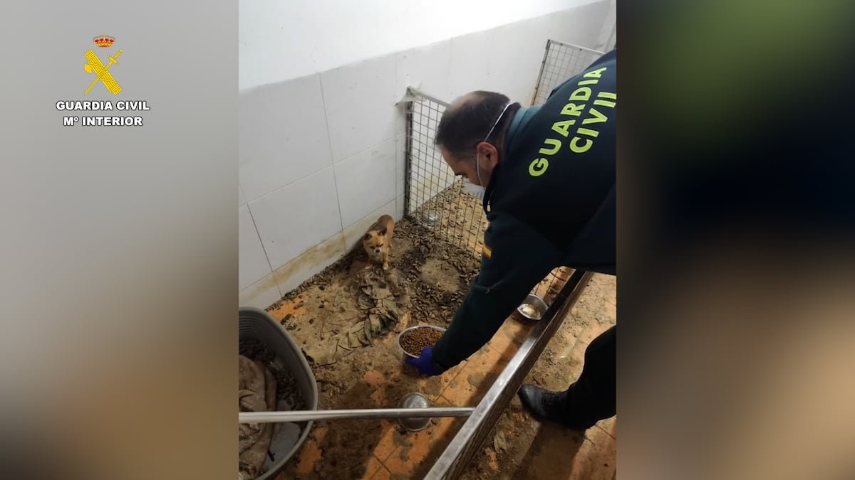 La Guardia Civil halla 250 cadáveres de animales en un criadero clandestino en A Coruña | Clima y Medio Ambiente
