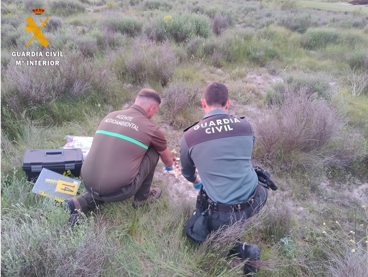 La Guardia Civil investiga el hallazgo de un cadáver calcinado en Oliva | Noticias de la Comunidad Valenciana