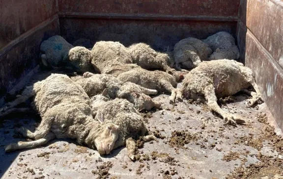 La policía desmanteló “una carnicería ilegal” con los allanamientos en los que mató diez corderitos  