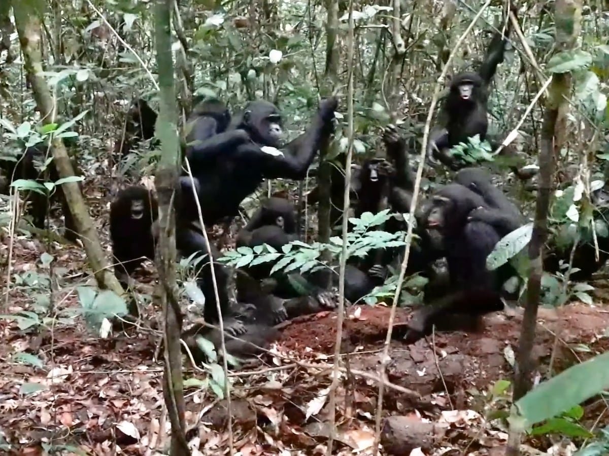 Las cinco bonobas que mataron a un macho desafían el mito de la especie pacifista: “El ataque más violento jamás observado” | Ciencia
