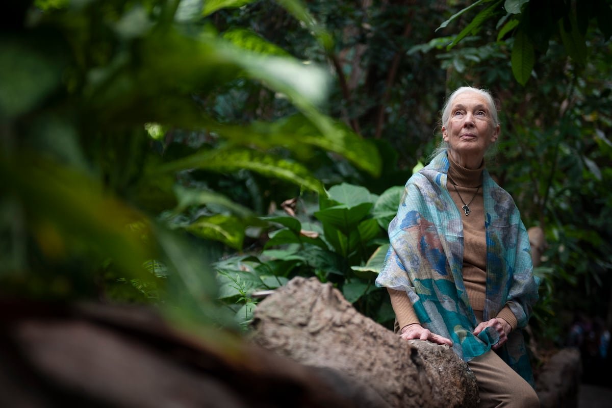 Muere la etóloga británica Jane Goodall a los 91 años | Clima y Medio Ambiente