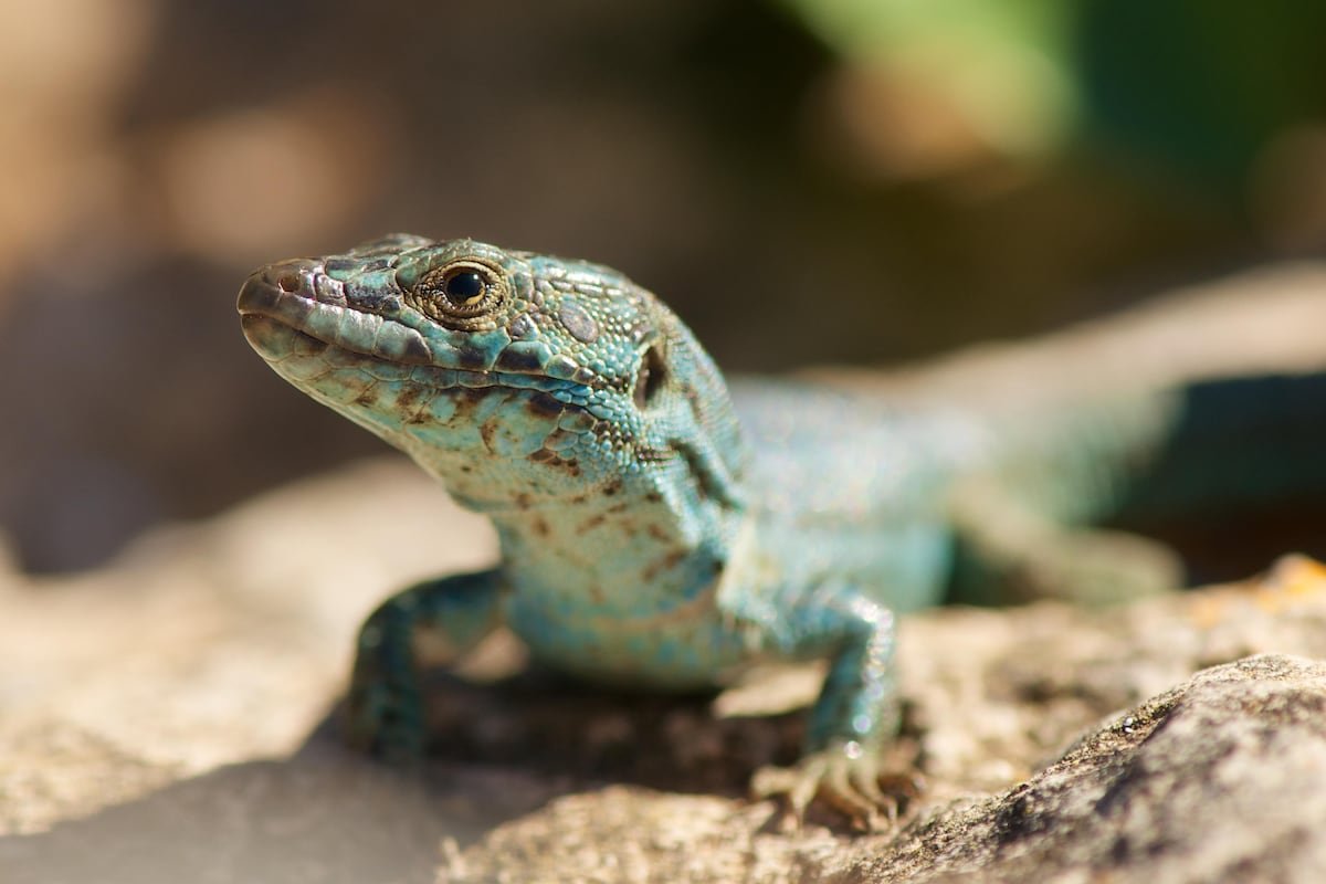 Sabios de las lagartijas, las serpientes y las ranas: 160 herpetólogos advierten en Barcelona del declive de reptiles y anfibios | Noticias de Cataluña