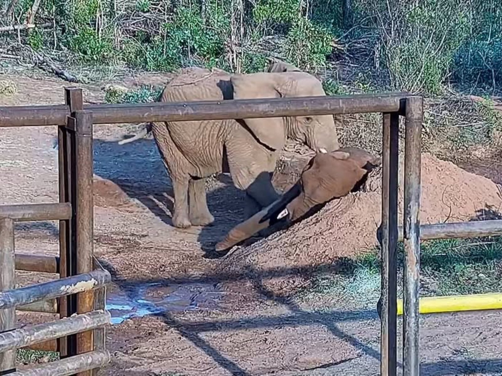 hace cinco meses había sido trasladada a Brasil