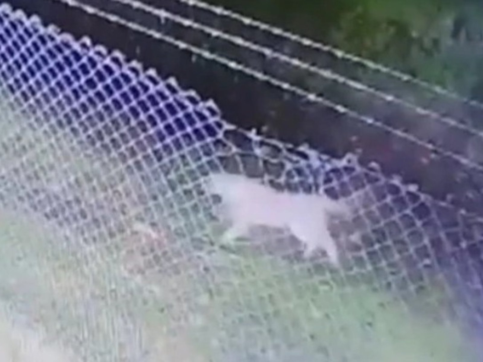 un puma anda suelto por las calles y les piden a los vecinos que no salgan de sus casas