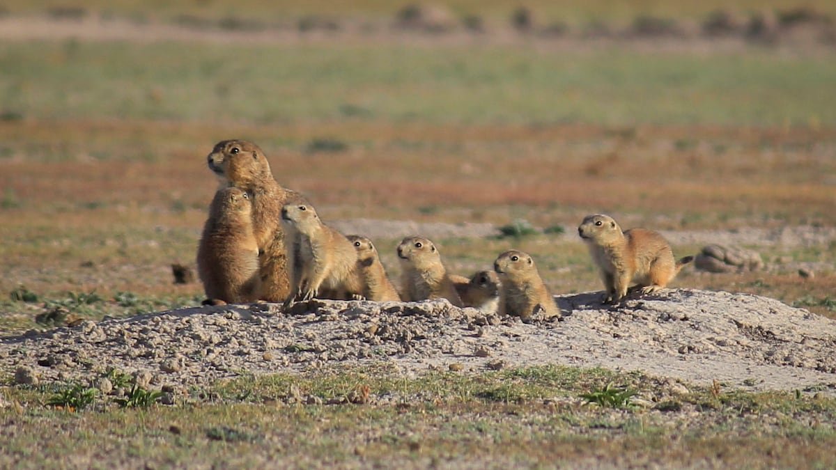 Águila real: Comunidades restauran el ecosistema del ave más emblemática de México