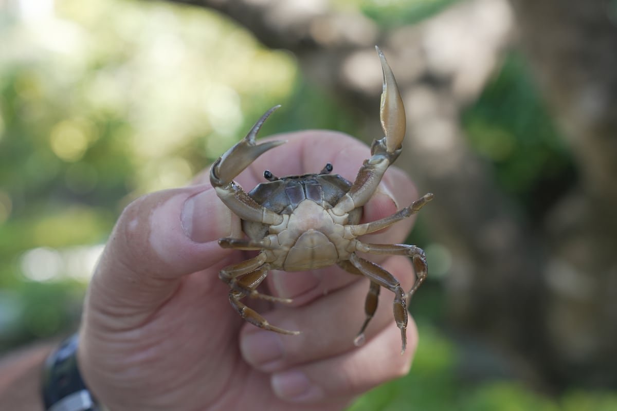 Cacería nocturna de acociles australianos para salvar al cangrejo morelense