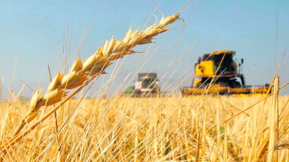 Córdoba se encamina a su mayor cosecha de trigo en la historia: producción, precios e impacto económico