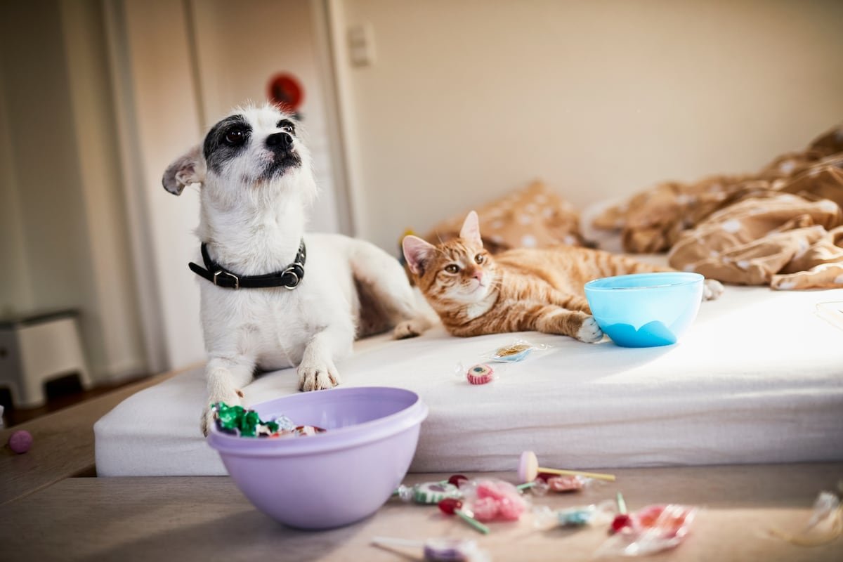 Del perfume de Dolce&Gabana a los aperitivos con colágeno: el creciente negocio de las mascotas | Fortuna