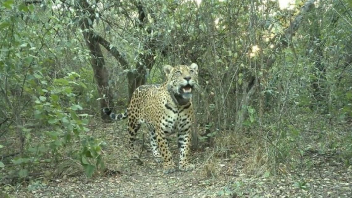 Desaparición de Acaí: investigan qué pasó con la yaguareté del Impenetrable y calculan un daño ambiental superior a los $2.600 millones