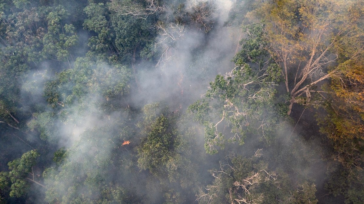 El impacto humano ha transformado la historia evolutiva de la Amazonia | América Futura