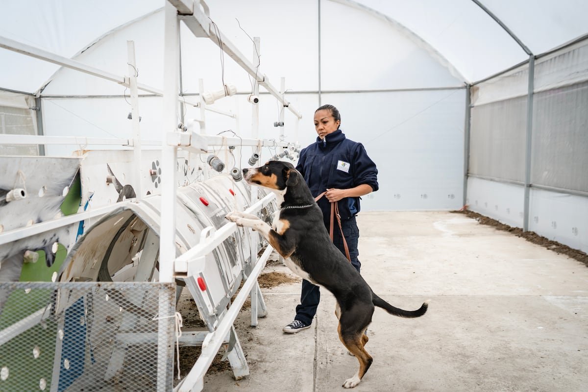Perros adoptados y entrenados, la última estrategia de México para hacer frente al gusano barrenador