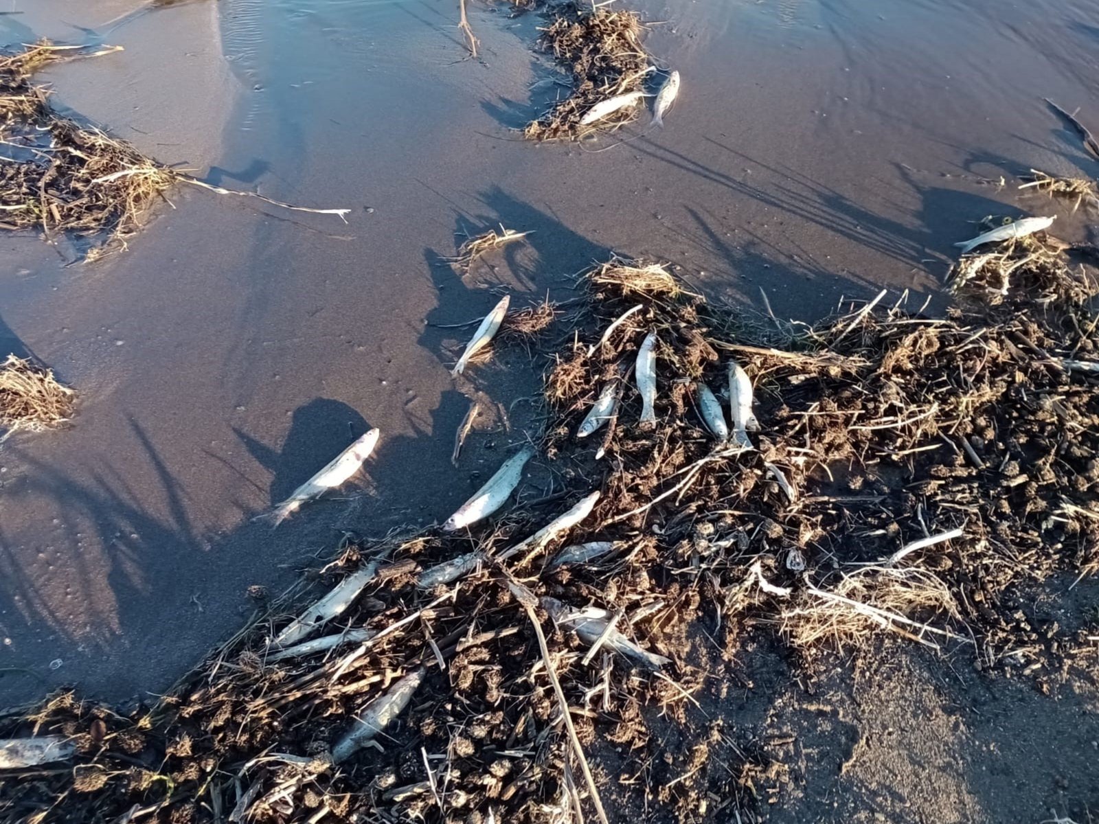 Por la muerte de peces y personas con manchas en la piel se investiga si hubo un derrame de cianuro